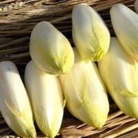 Endives